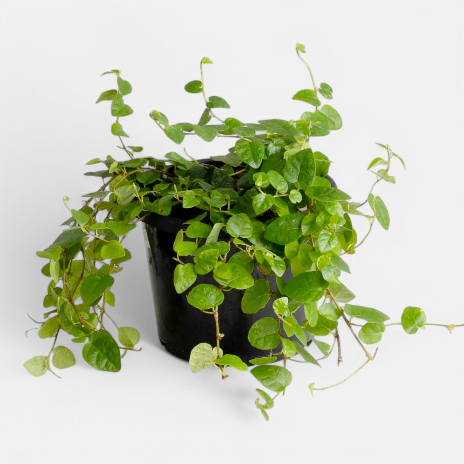 Wall Creeper Plant - Wagh Nakhi, Creeping Fig, Chipkali Bel