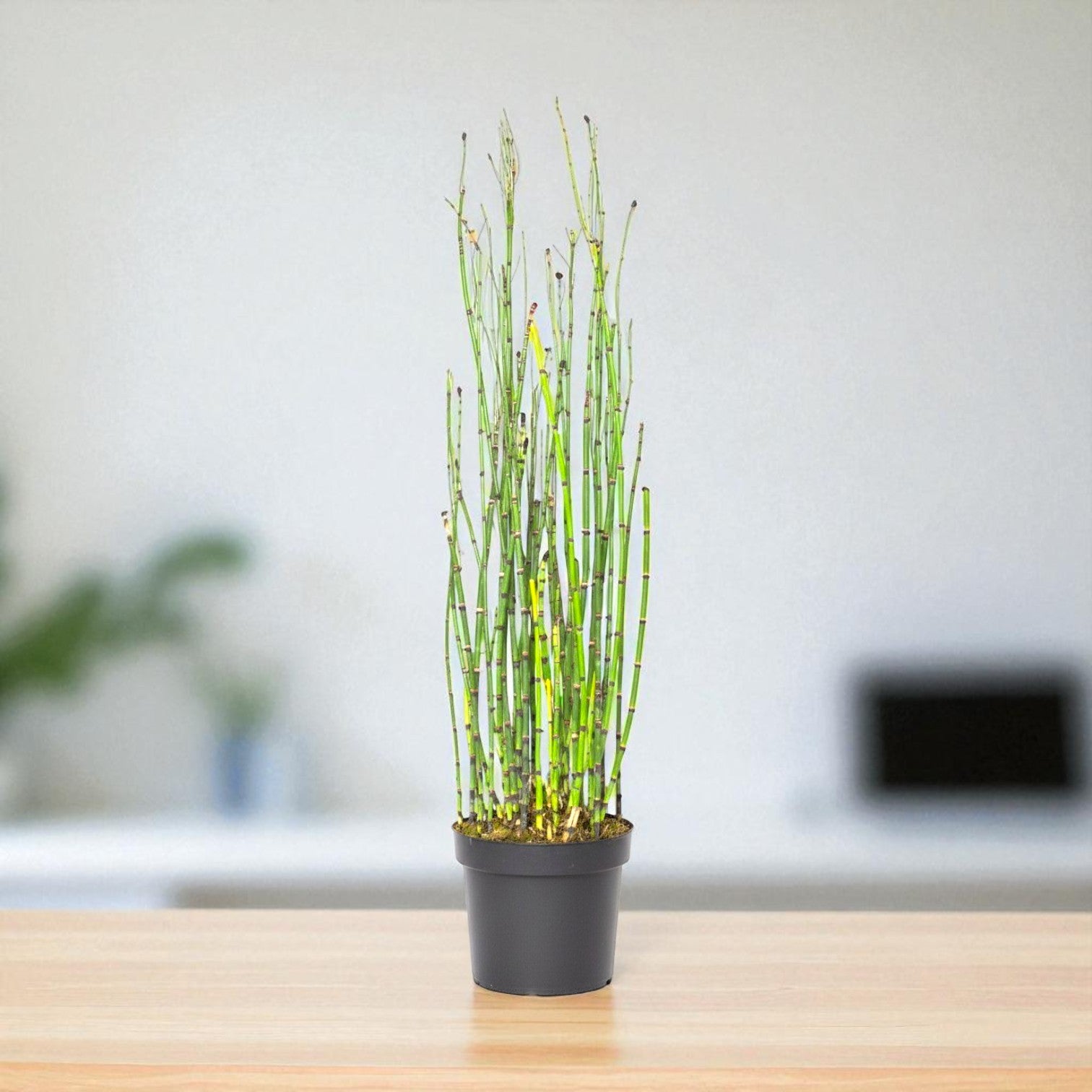 Water Bamboo Plant - Equisetum Hyemale, Rough Horsetail