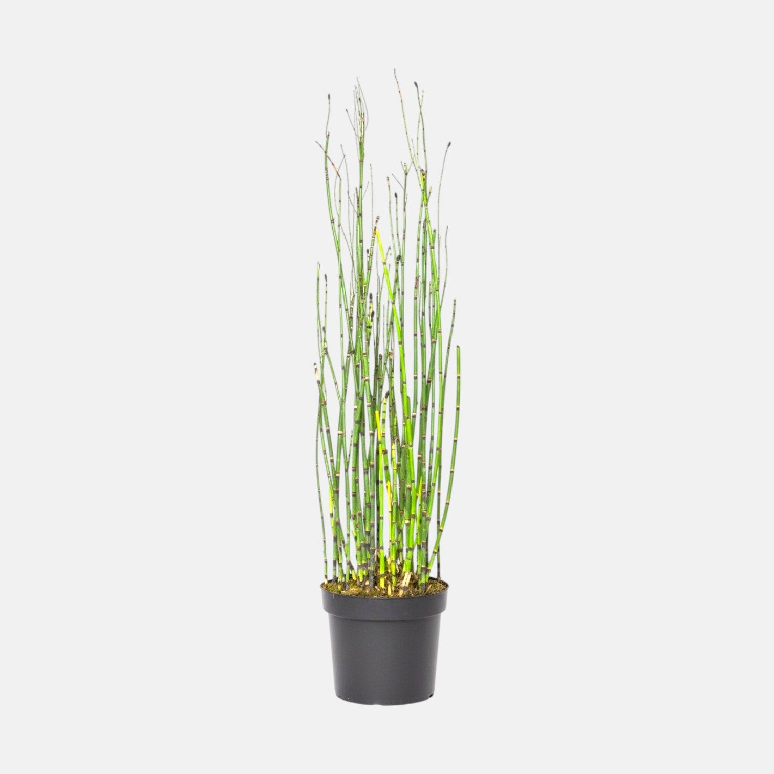 Water Bamboo Plant - Equisetum Hyemale, Rough Horsetail