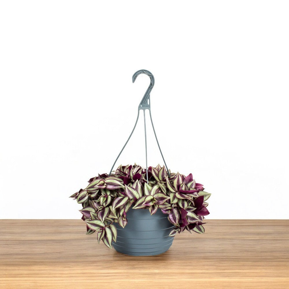 hanging plant with purple leaves Buy Zebrina Pendula in Hanging Pot Big online at best price
