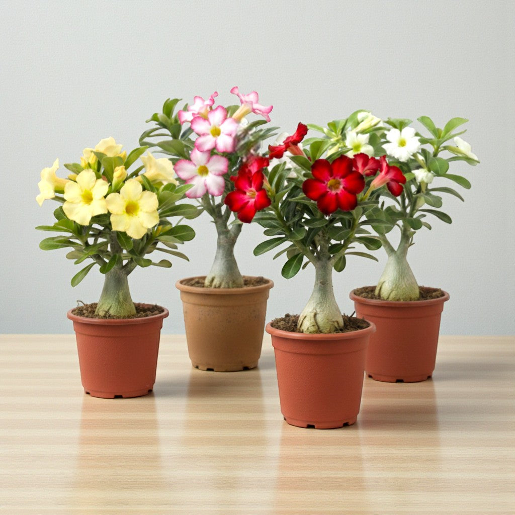 Bonsai Looking Adenium Grafted Plants | Pack of 4 | Random Mix Color | Thick Trunck | Pot Included