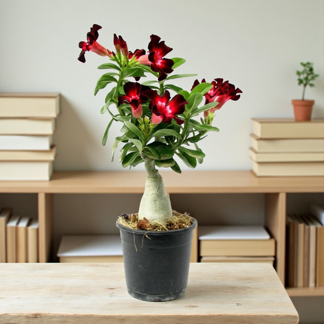Adenium Velvet Dream Grafted Plant | Bonsai-Like Outdoor Flower Plant