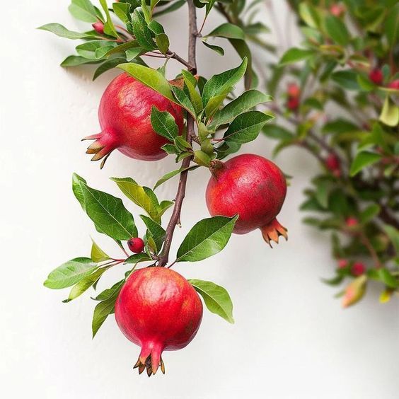 Pomegranate - Anar Fruit Plant | High Yield Variety