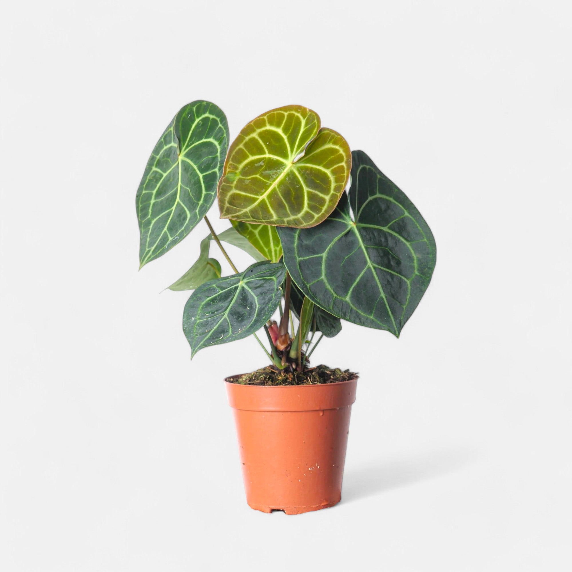 Anthurium Clarinervium Plant