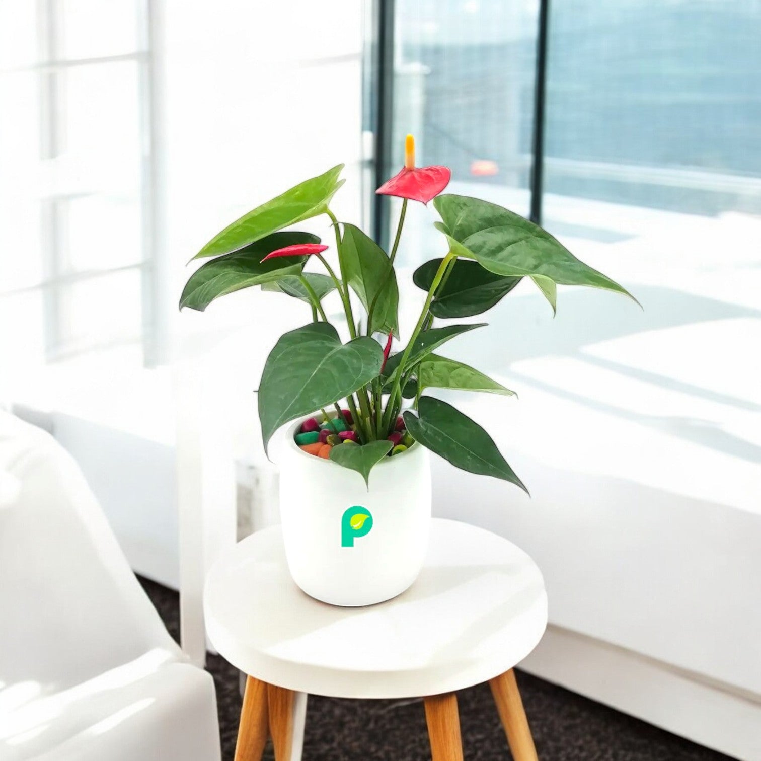 Anthurium Red Plant in White Ceramic Cylindrical Planter