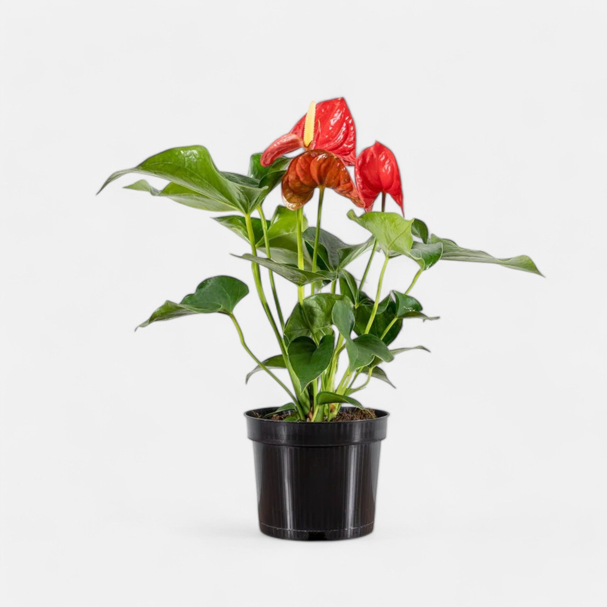 Anthurium Red Plant - Tailflower Plant | Air Purifier Indoor Plant