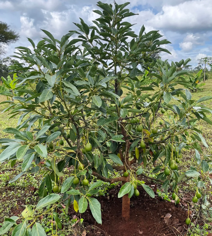 Avocado Grafted Fruit Plant