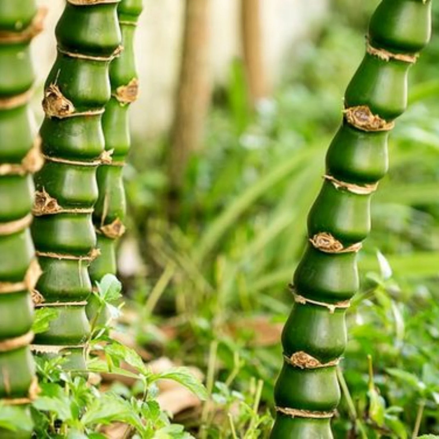 Buddha Belly Bamboo Plant - Bambusa Ventricosa