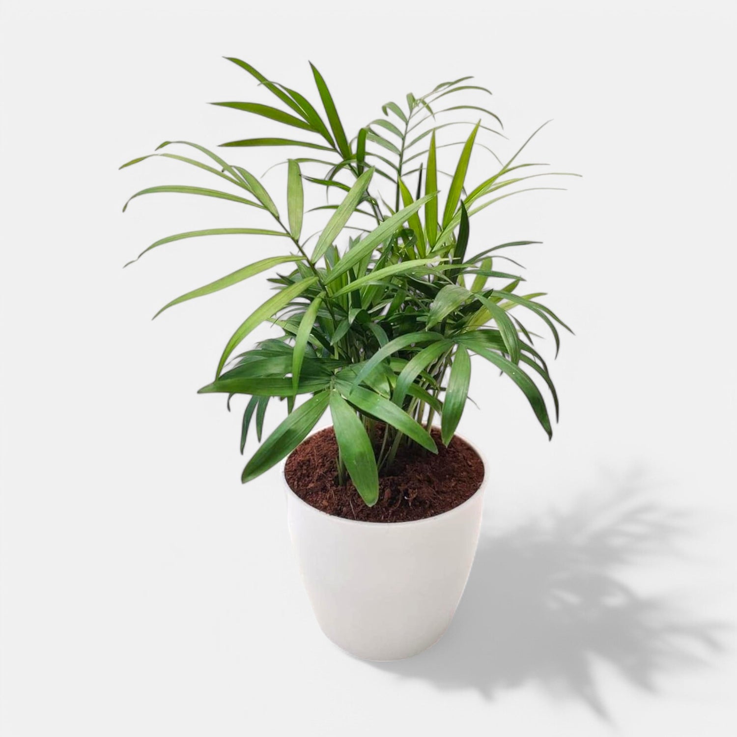 Bamboo Palm Plant - Air Purifier Indoor Plant
