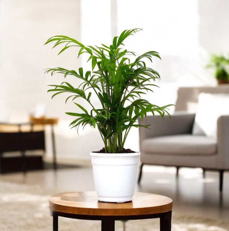 Bamboo Palm Plant - Air Purifier Indoor Plant