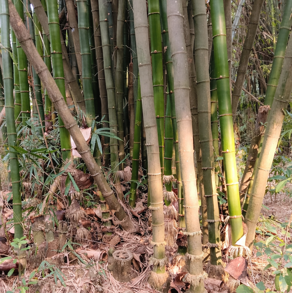 Dendrocalamus Tulda – Bamboo Plant