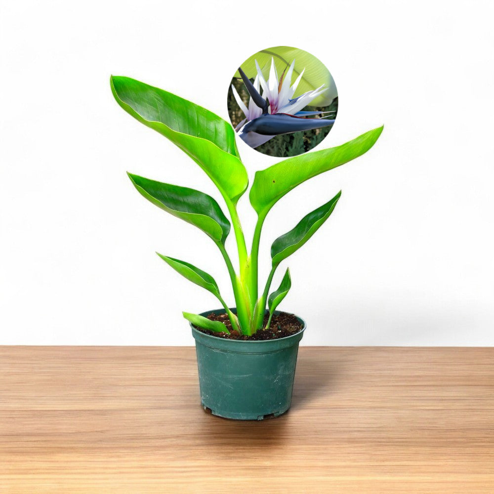 White Bird of Paradise Plant