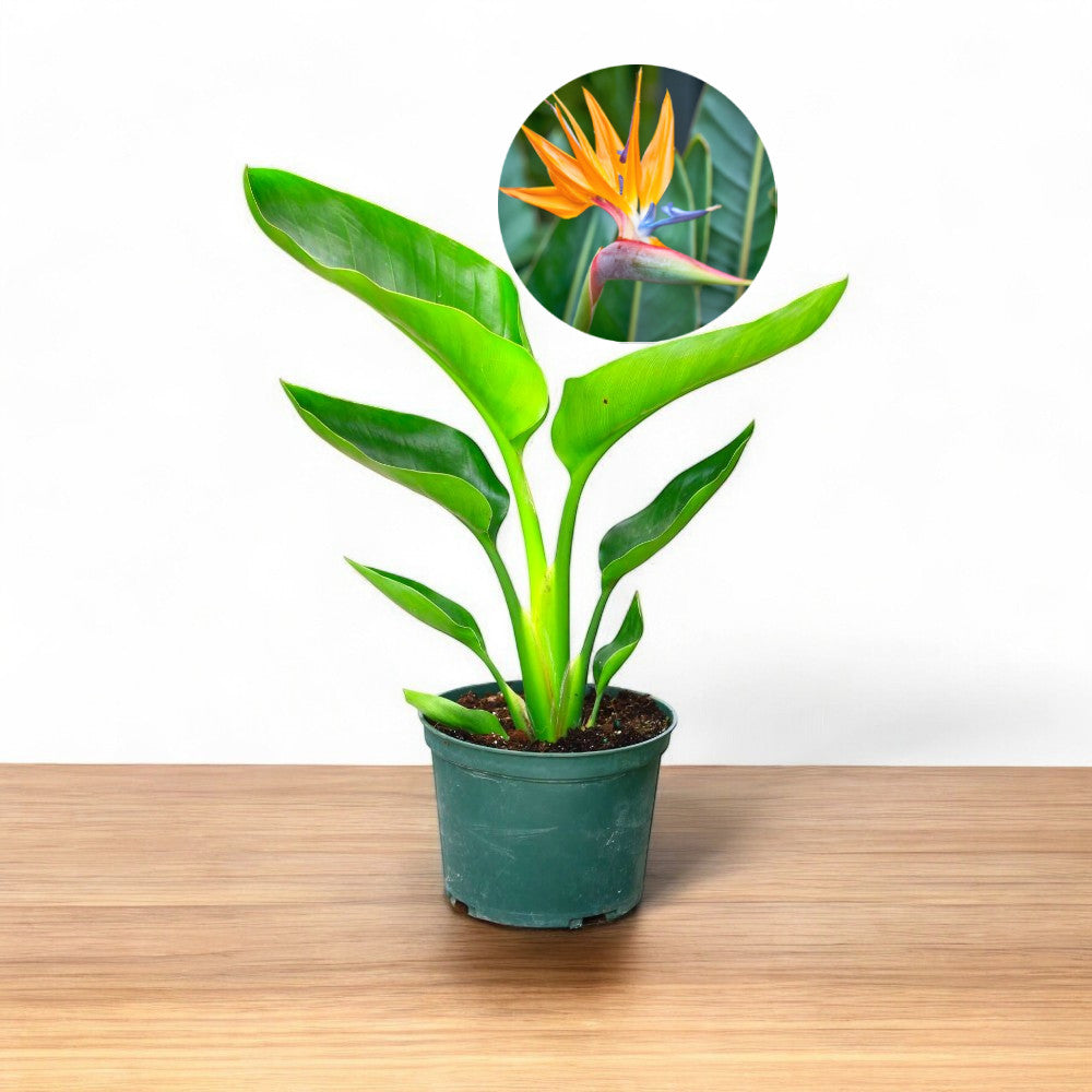 Bird of Paradise Plant - Crane Flower Plant
