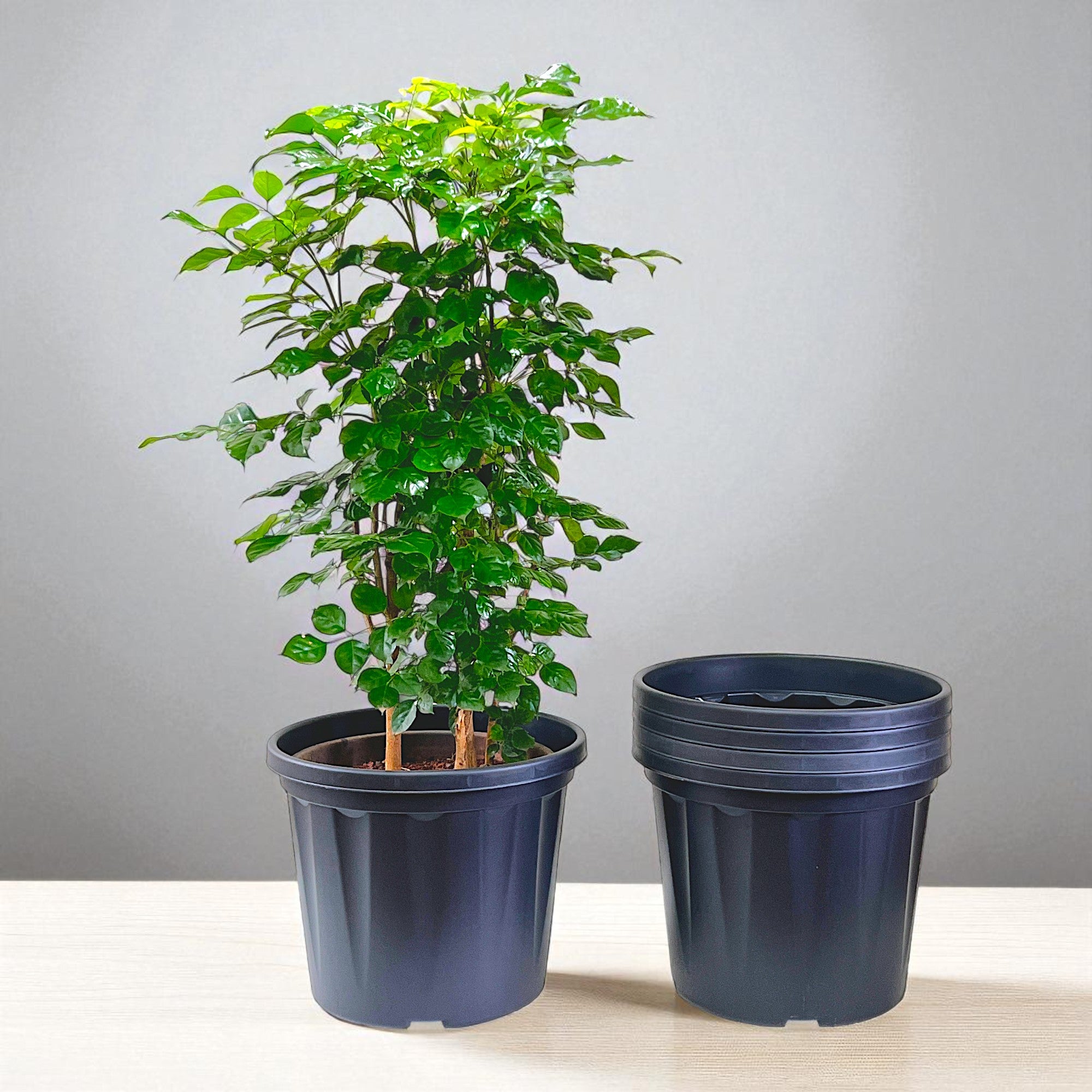 Blossom Pot 16" | Pack of 5 | Heavy Duty Planter for Indoor-Outdoor Garden