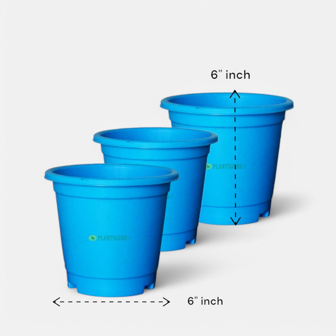 Blossom Pot Blue 6 inch with Plate (Pack of 3)