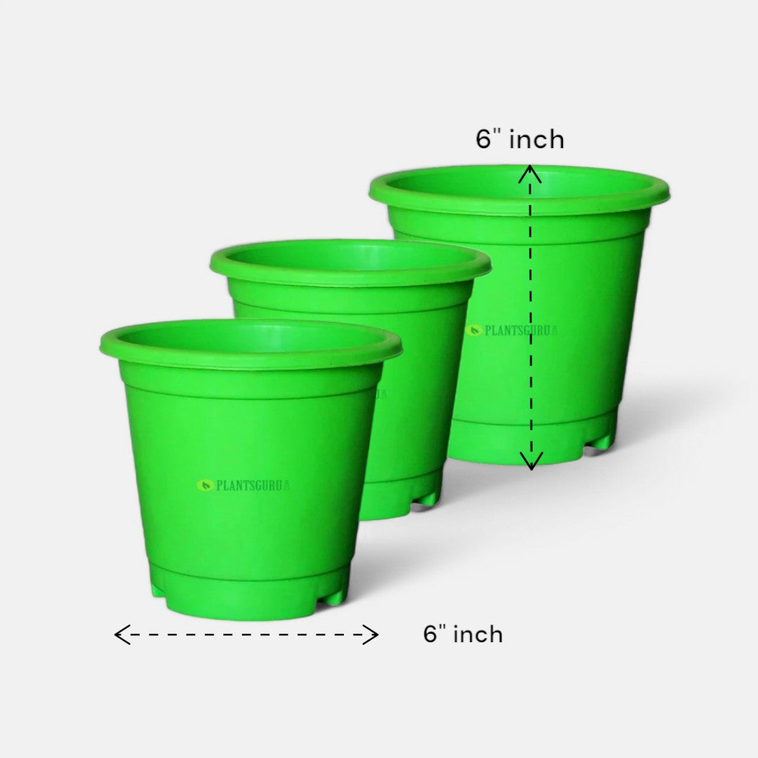 Blossom Pot Green 6 inch with Plate (Pack of 3)
