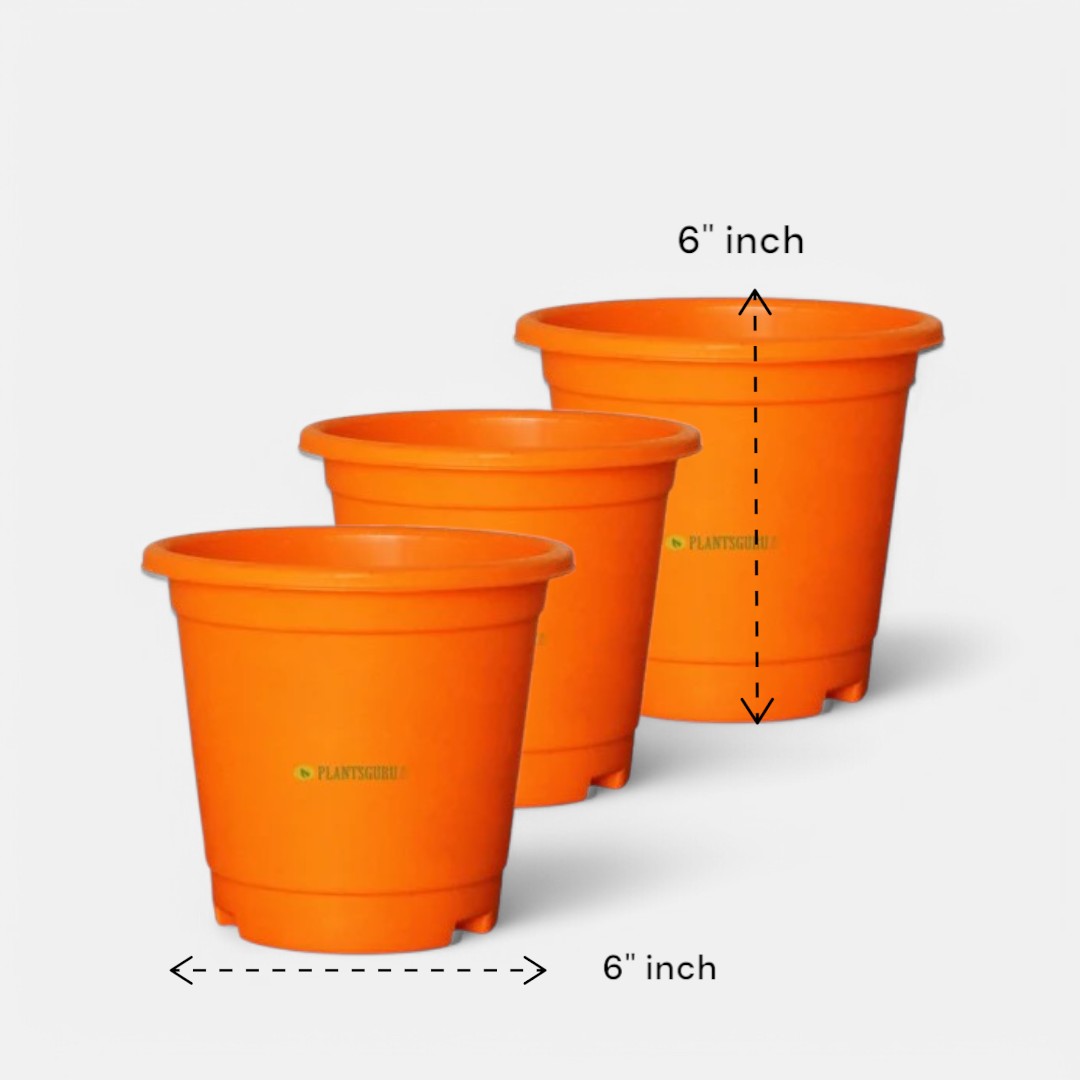 Blossom Pot Orange 6 inch with Plate(Pack of 3)