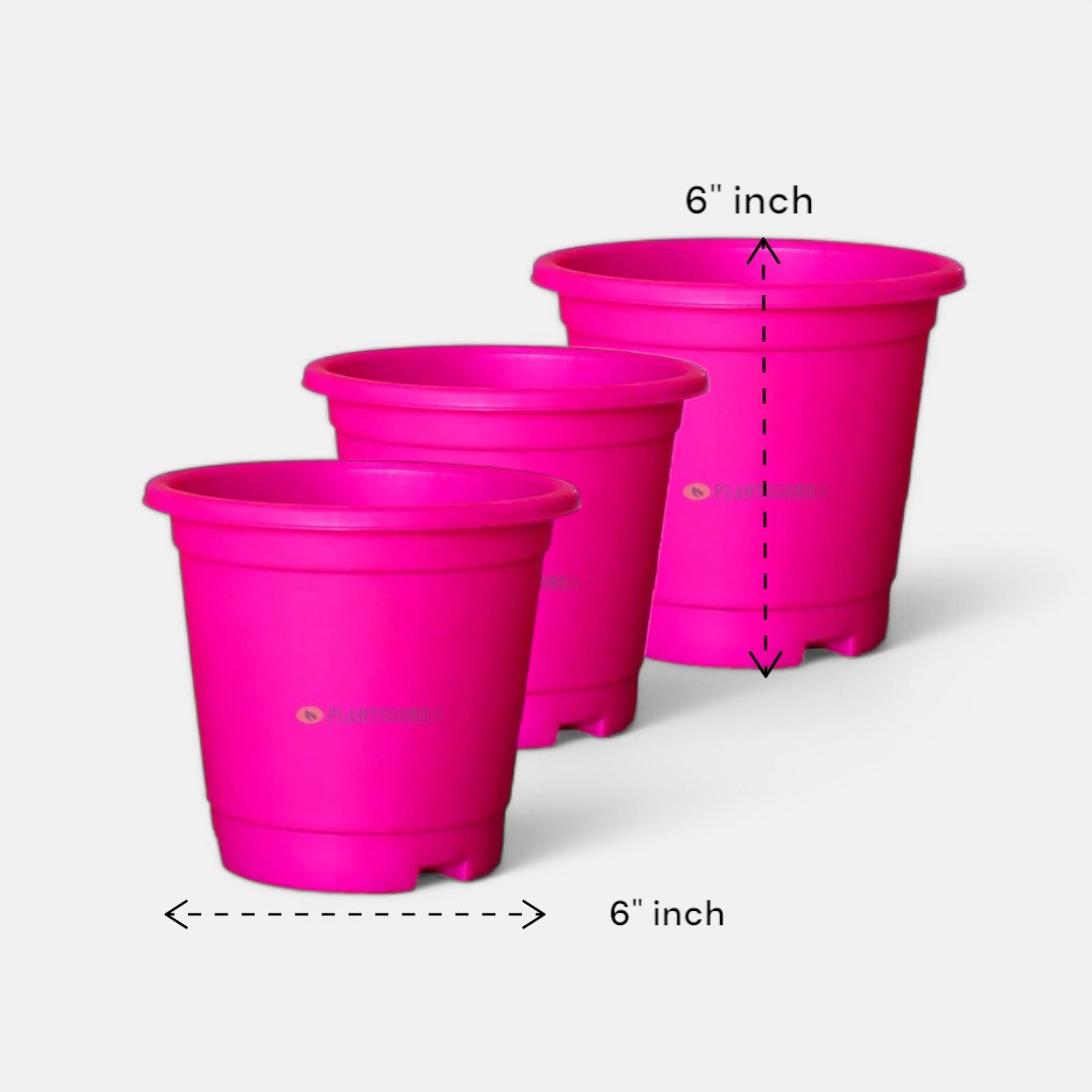 Blossom Pot Pink 6 inch with Plate (Pack of 3)