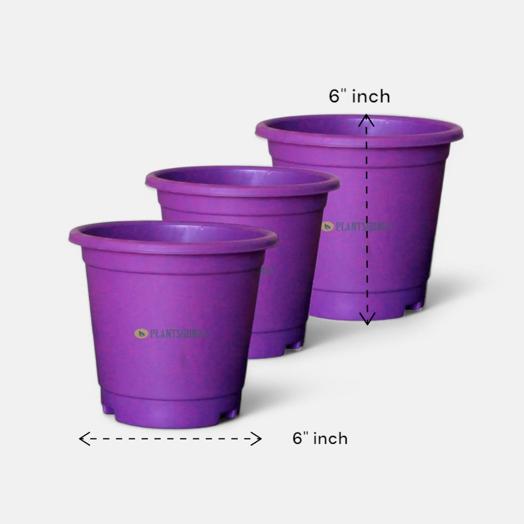 Blossom Pot Violet 6 inch with Plate (Pack of 3)