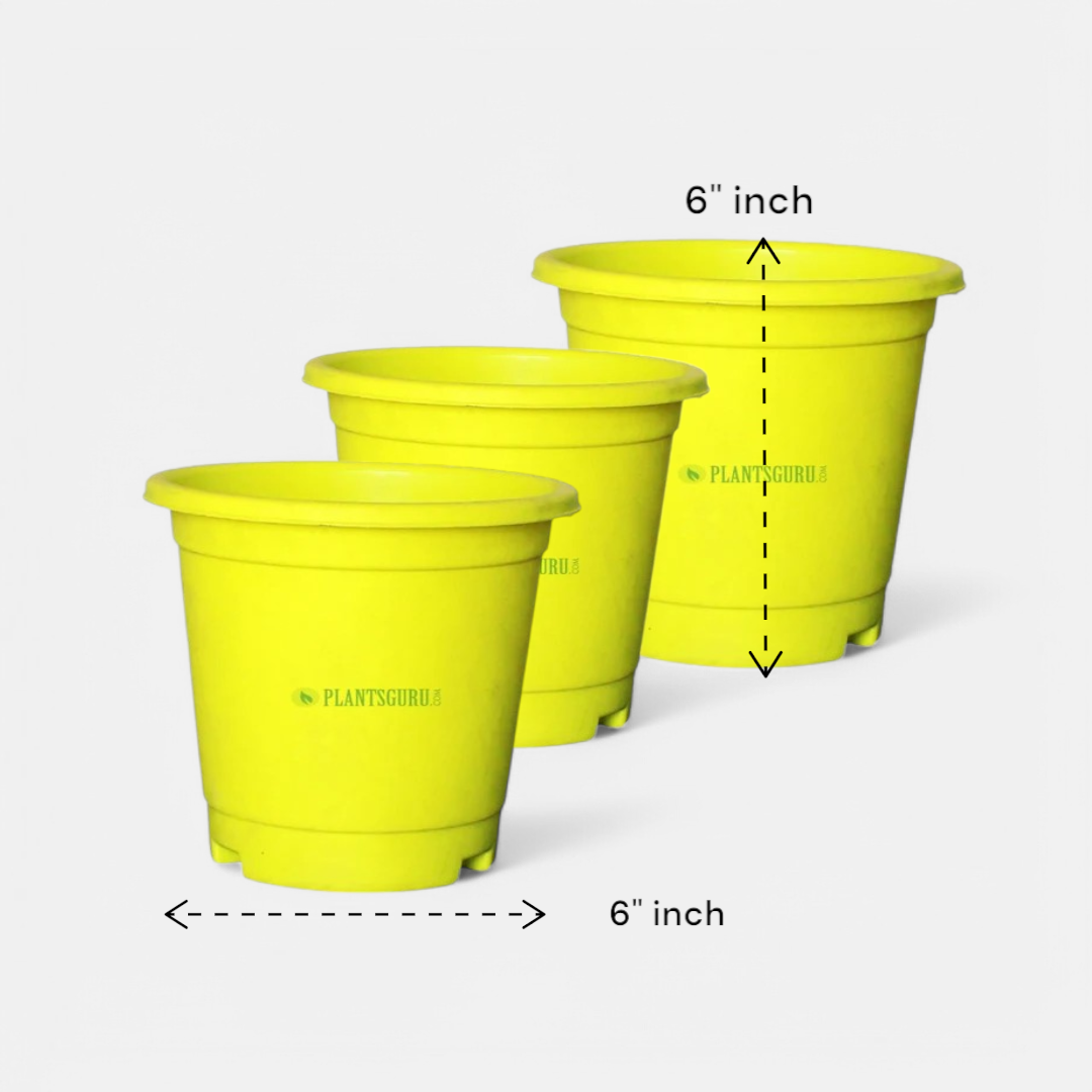 Blossom Pot Yellow 6 inch with Plate (Pack of 3)