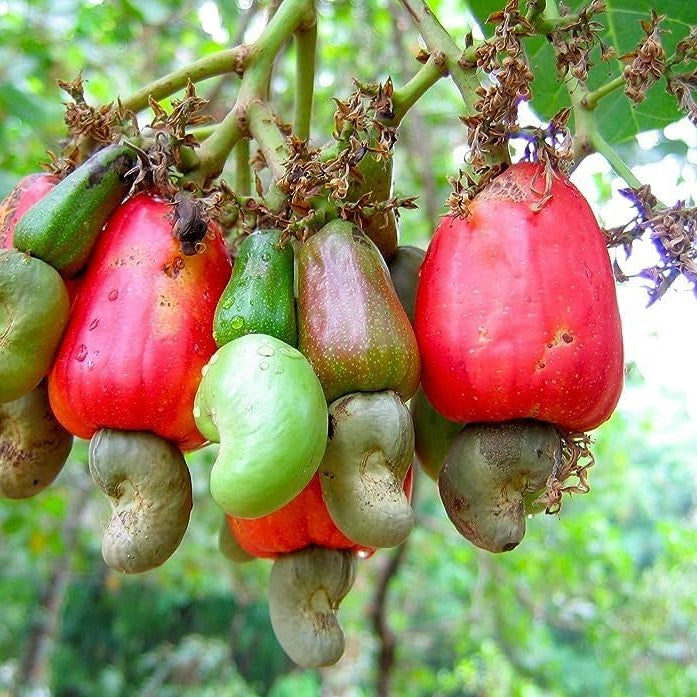 Kaju Plant - Cashew Nut Plant (Grafted/Not Grafted)