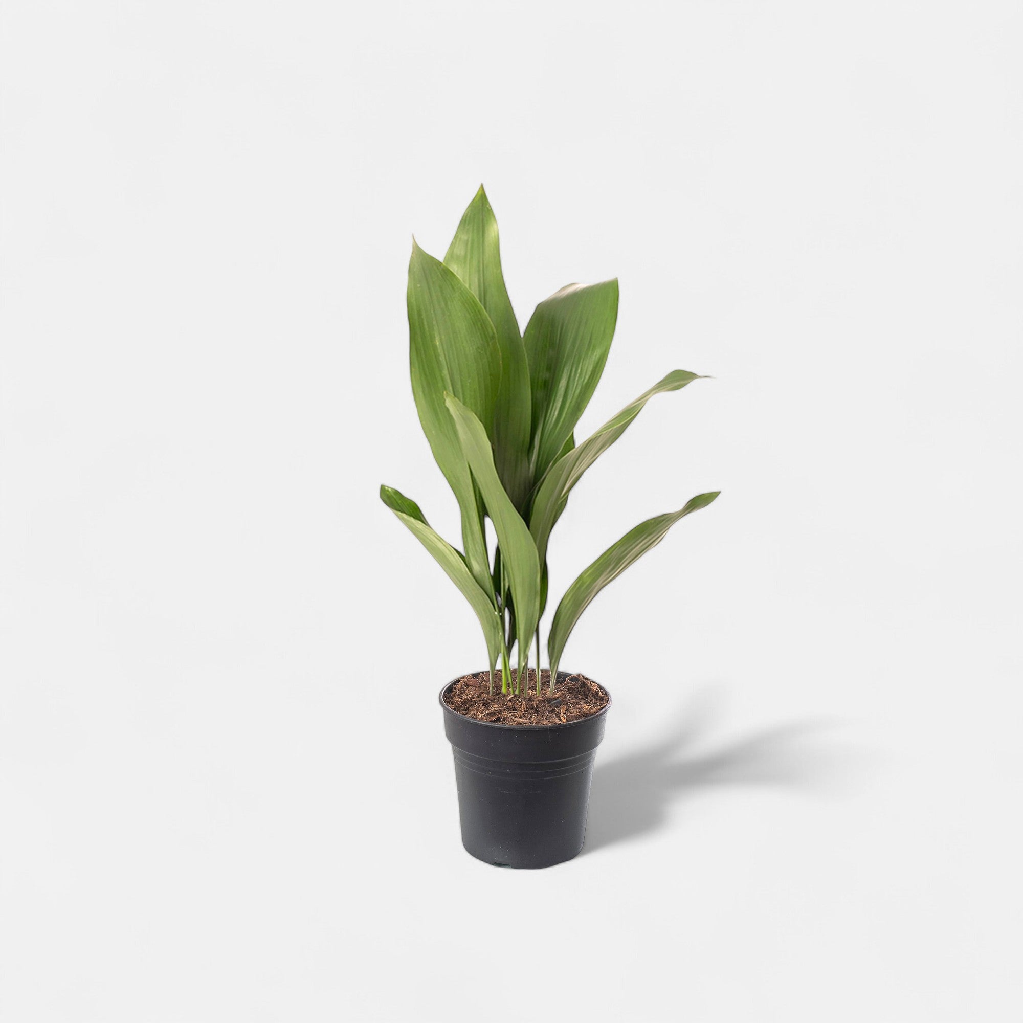 Cast Iron Plant - Aspidistra Elatior
