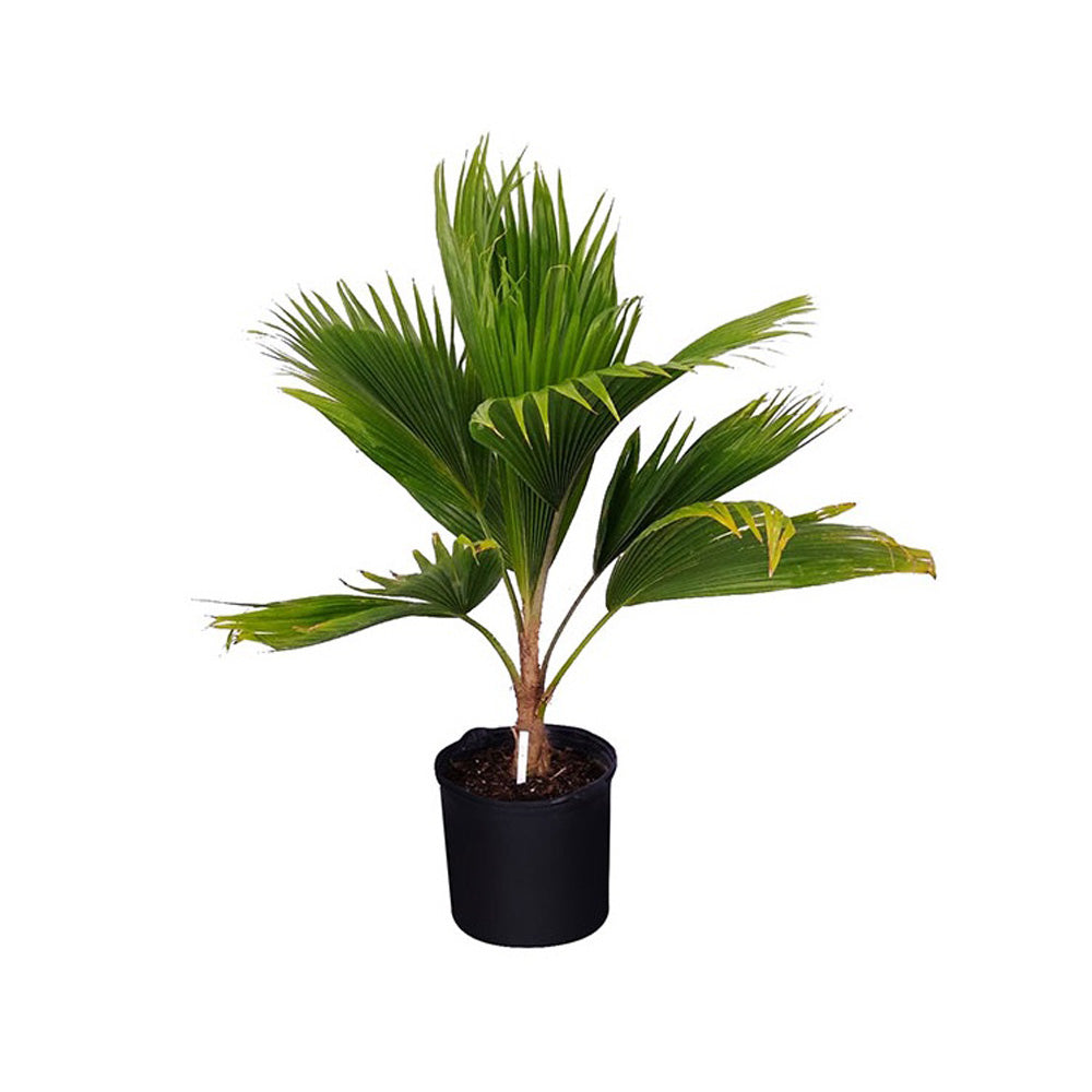 champagne palm plant Buy Champagne Palm Plant