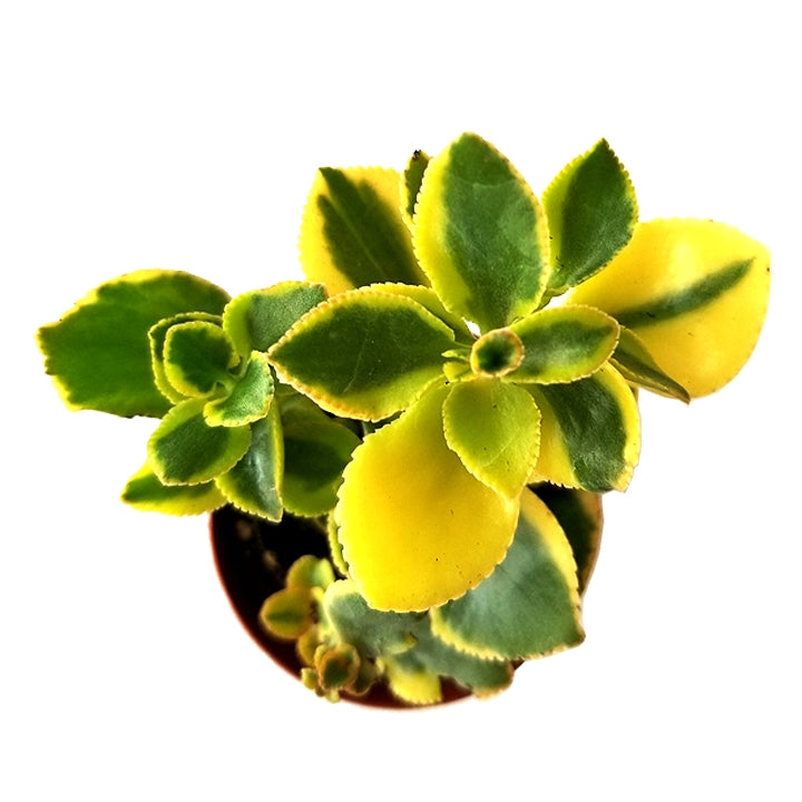 Crassula Sarmentosa - Lemon Lime Jade