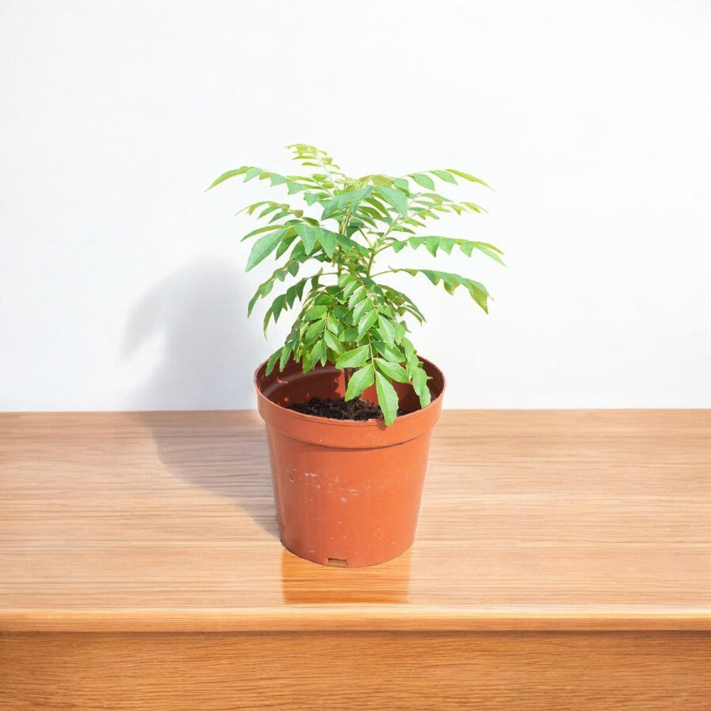 curry plant in pot Buy Kadi Patta Plant