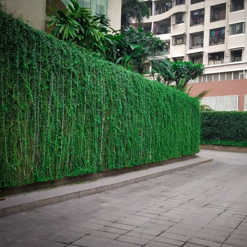 Curtain Creeper Plant