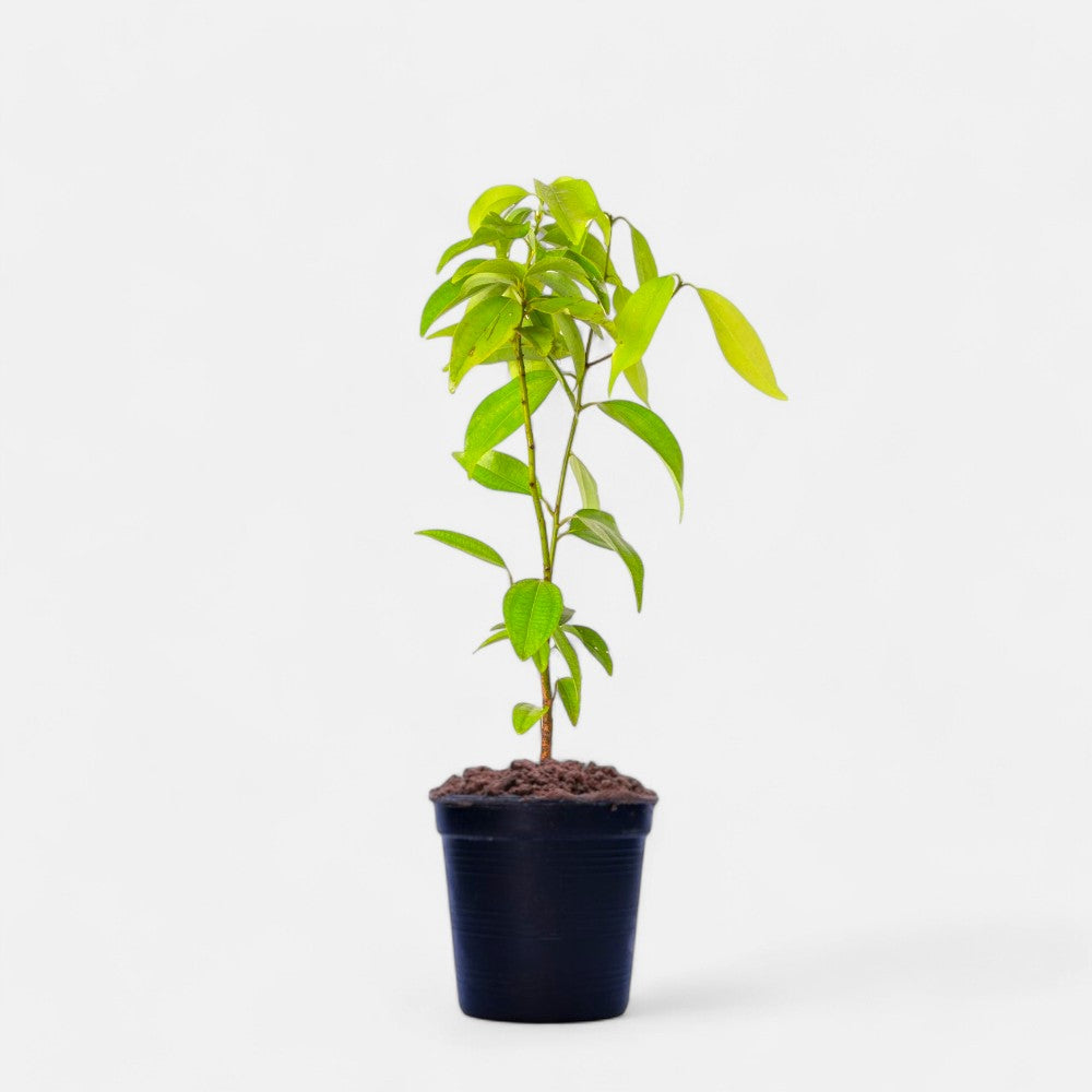 Dalchini Plant - True cinnamon tree, Cinnamon Bark