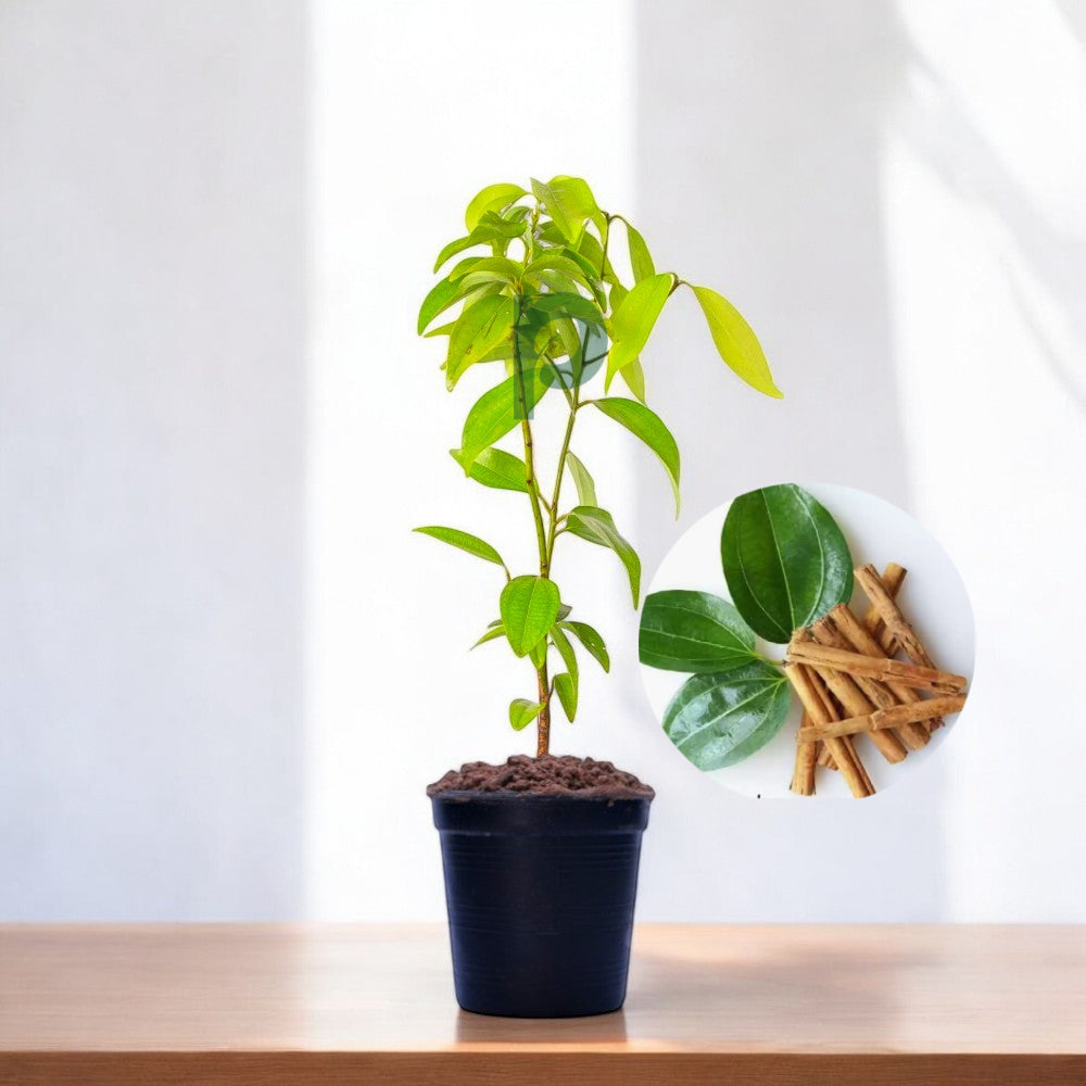 Dalchini Plant - True cinnamon tree, Cinnamon Bark