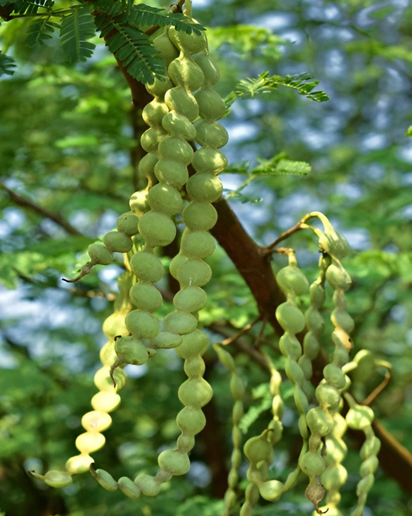 Desi Babul, Desi Babool - Seeds (1Kg)