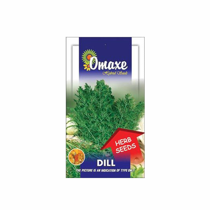 Dill Aneth Seeds - omaxe seeds