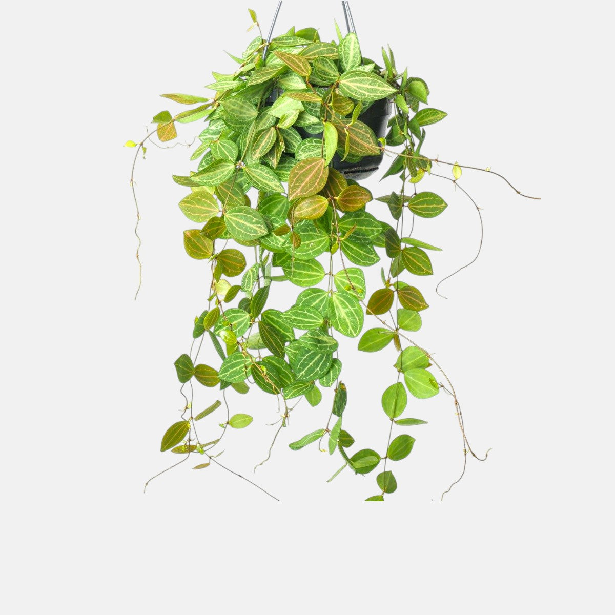 watermelon hanging plant Buy Hoya Watermelon Plant online at best price