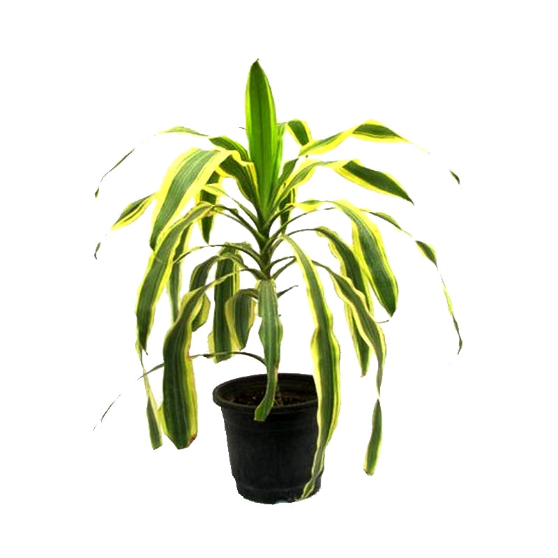 dracaena fragrans variegata Buy Cornstalk Dracaena Variegated