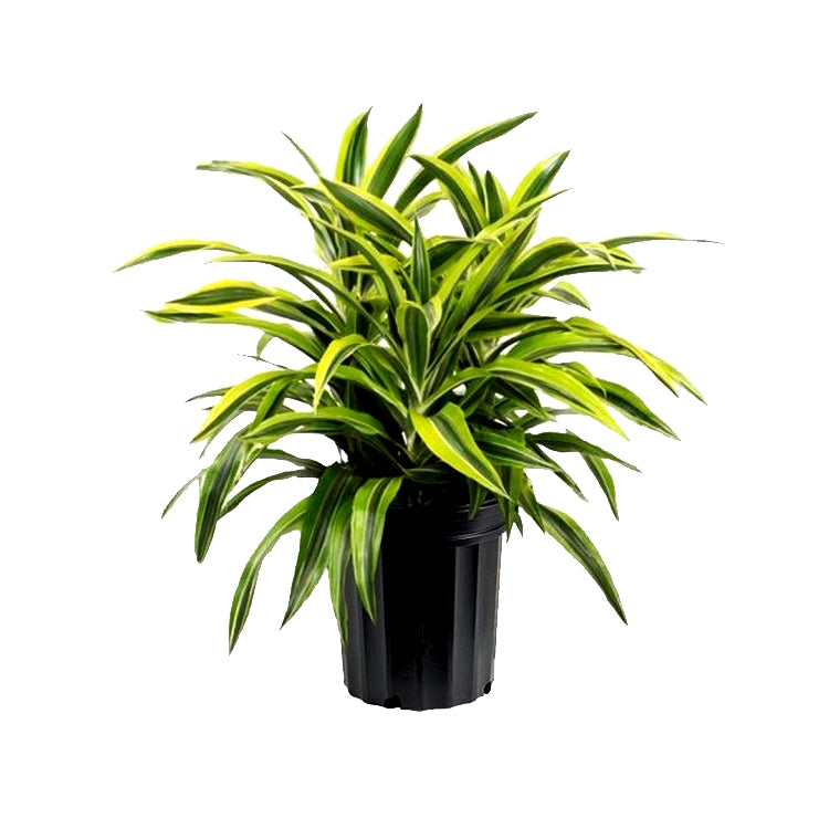 dracaena victoria white Buy Dracaena Victoria Plant online at best price