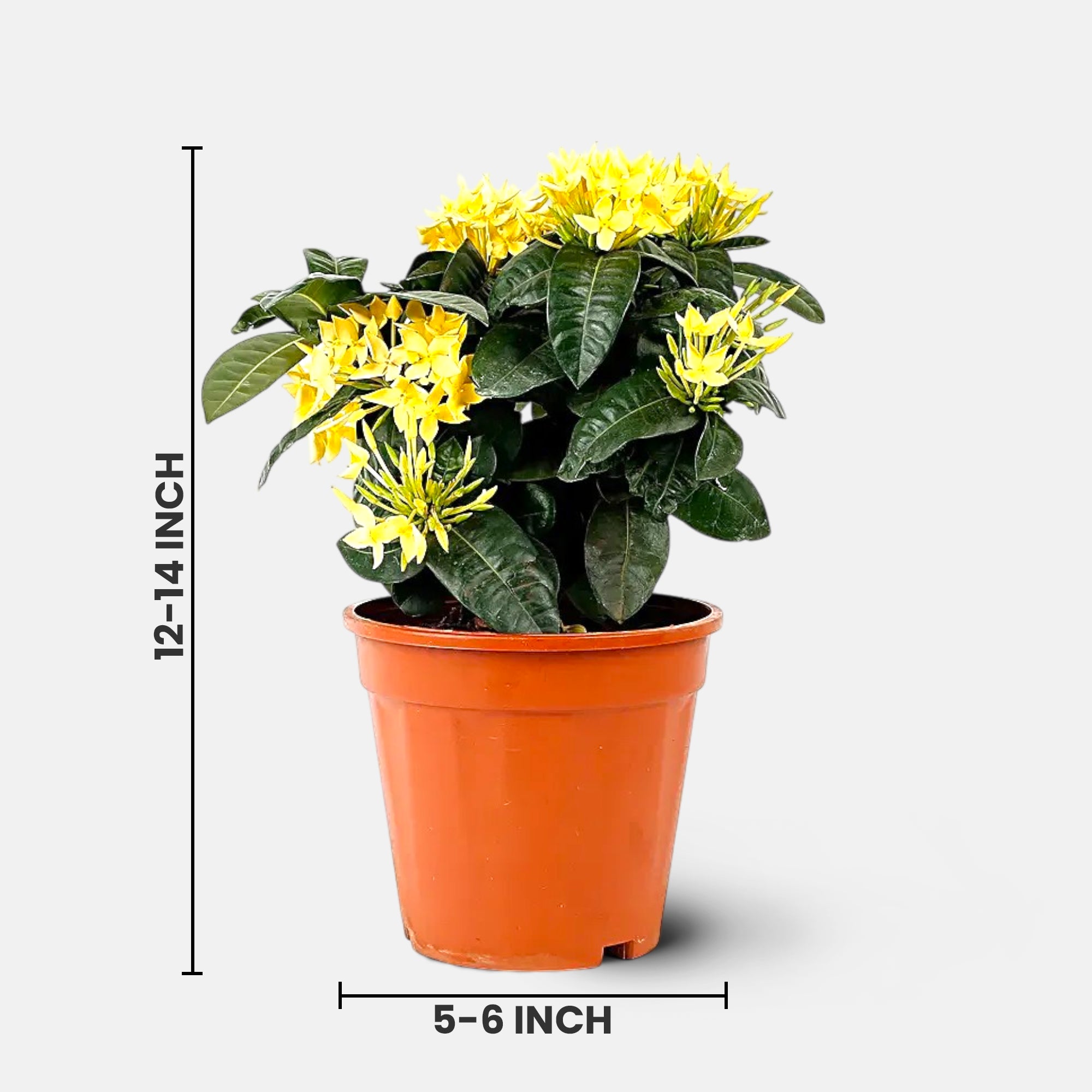 dwarf-yellow-ixora
