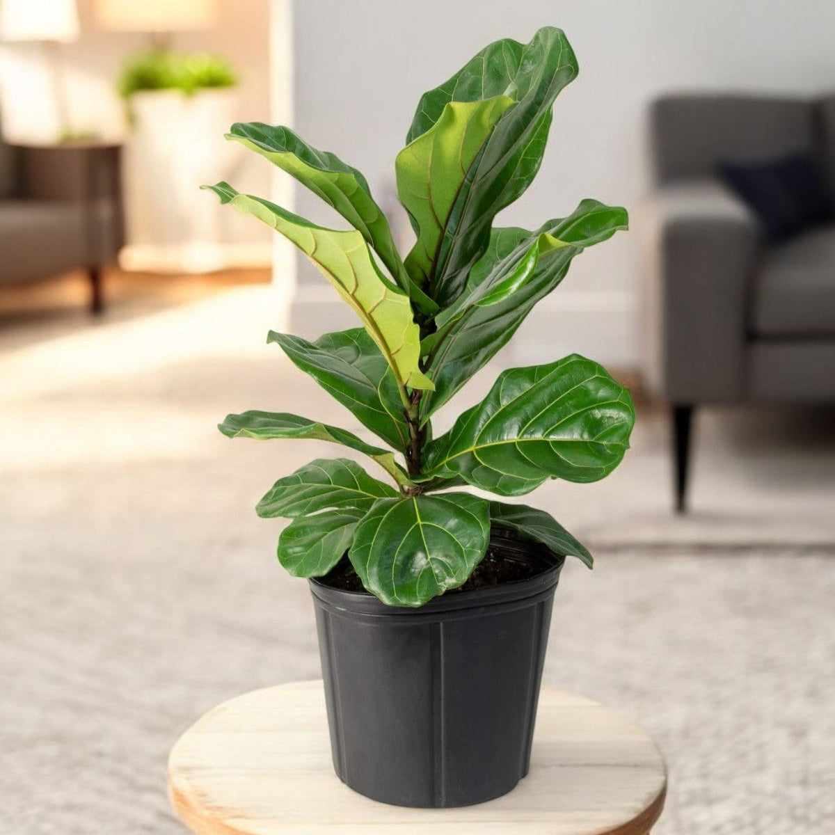 Ficus Lyrata Plant - Fiddle Leaf