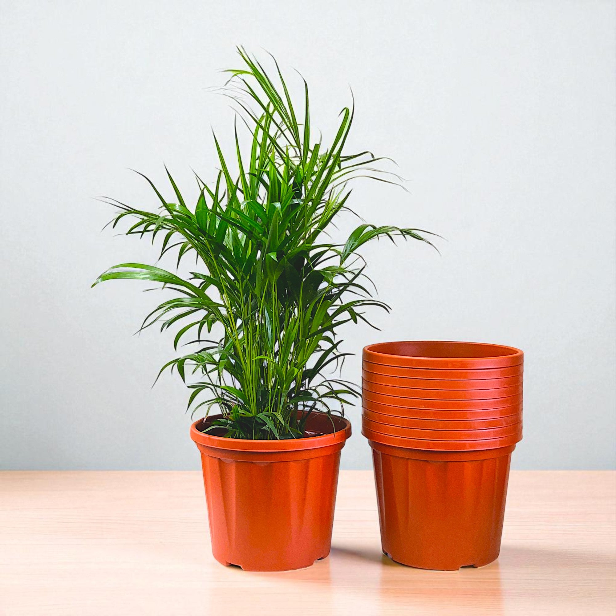 Blossom Pot 12" | Pack of 10 | Heavy Duty Planter for Indoor-Outdoor Garden