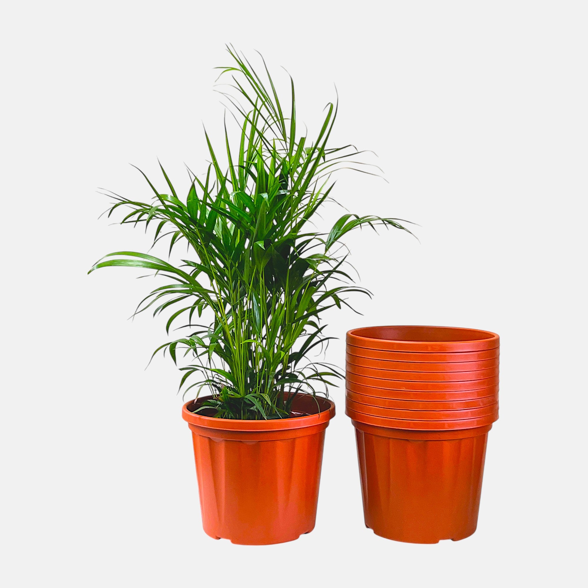 Blossom Pot 10" | Pack of 10 | Heavy Duty Planter for Indoor-Outdoor Garden
