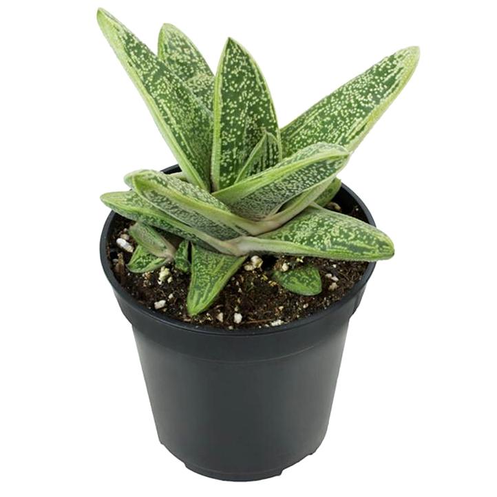 little warty succulent Buy Gasteria Little Warty Succulent Plant online at best price