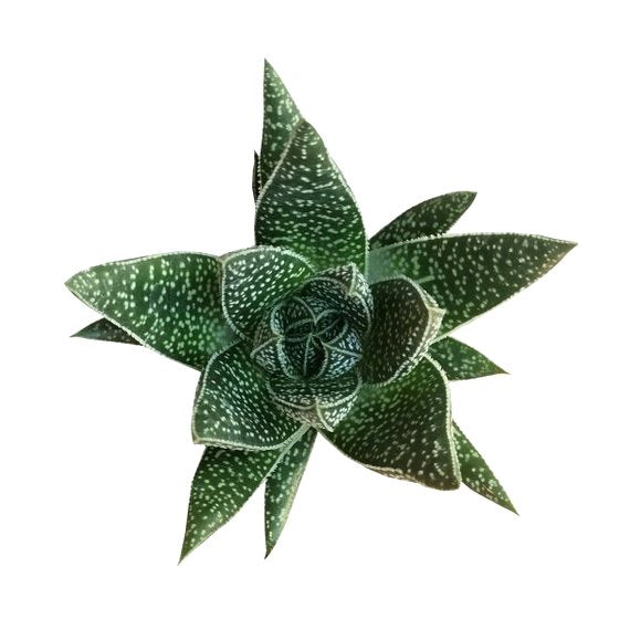 royal highness succulent Buy Gasteria Royal Highness Succulent Plant online at best price