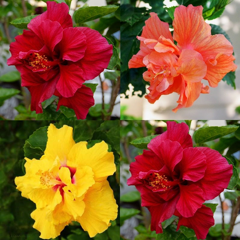 Hibiscus Double Petal Plant Combo (Pack of 3 Colors)