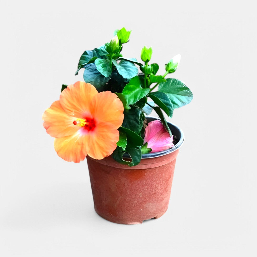 Hibiscus Dwarf - Prince of Orange, Jaswand, Gudhal