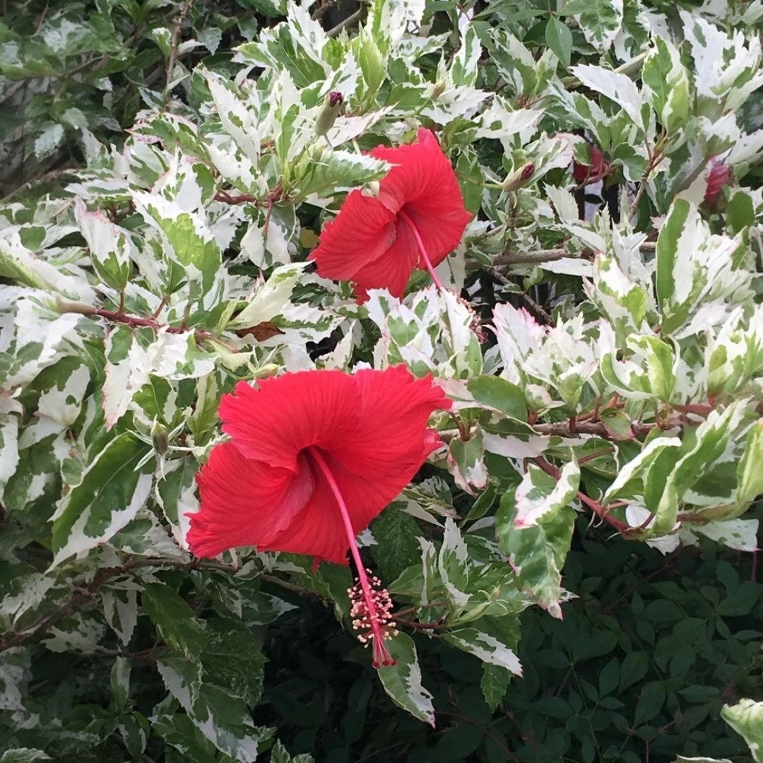 Hibiscus Variegated Plant - Jaswand, Gudhal in 6" Inch Pot