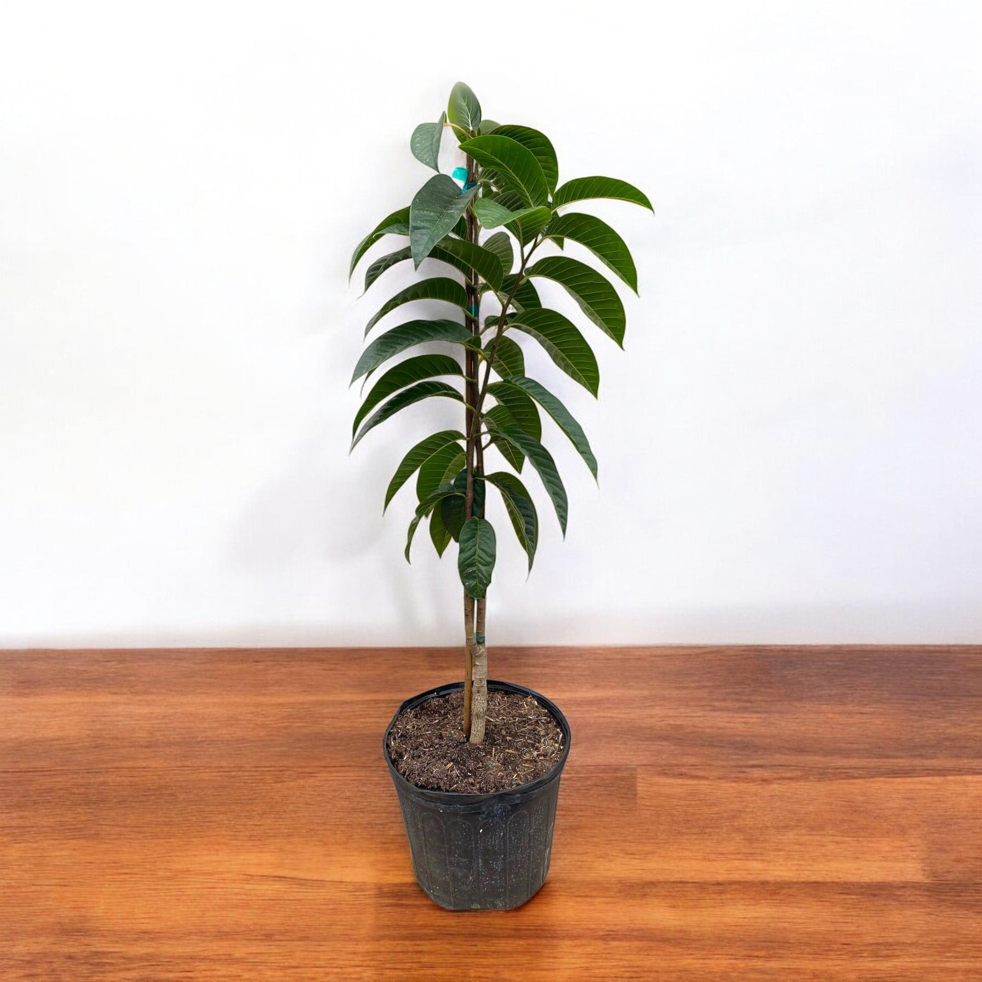 Sitaphal (grafted) Plant - Sharifa, Custard Apple