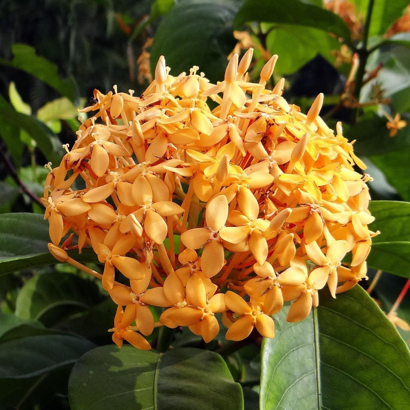 ixora-dwarf-yellow-flower-plant