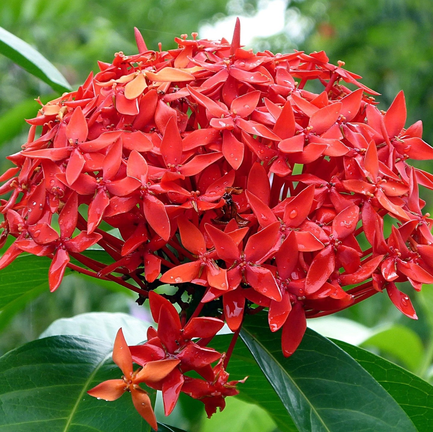 ixora dwarf red flower plant