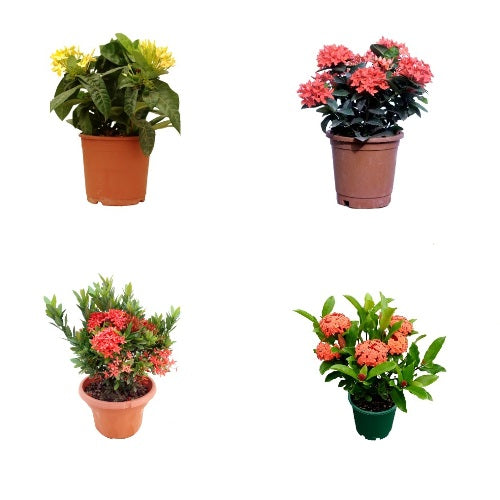 Ixora Dwarf Plant (Pack of 4 Colors)